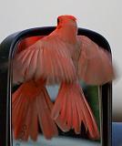 Cardinal Attacking Its Reflection_39307